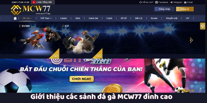 Giới thiệu các sảnh đá gà MCW77 đỉnh cao Giới thiệu các sảnh đá gà MCW77 đỉnh cao